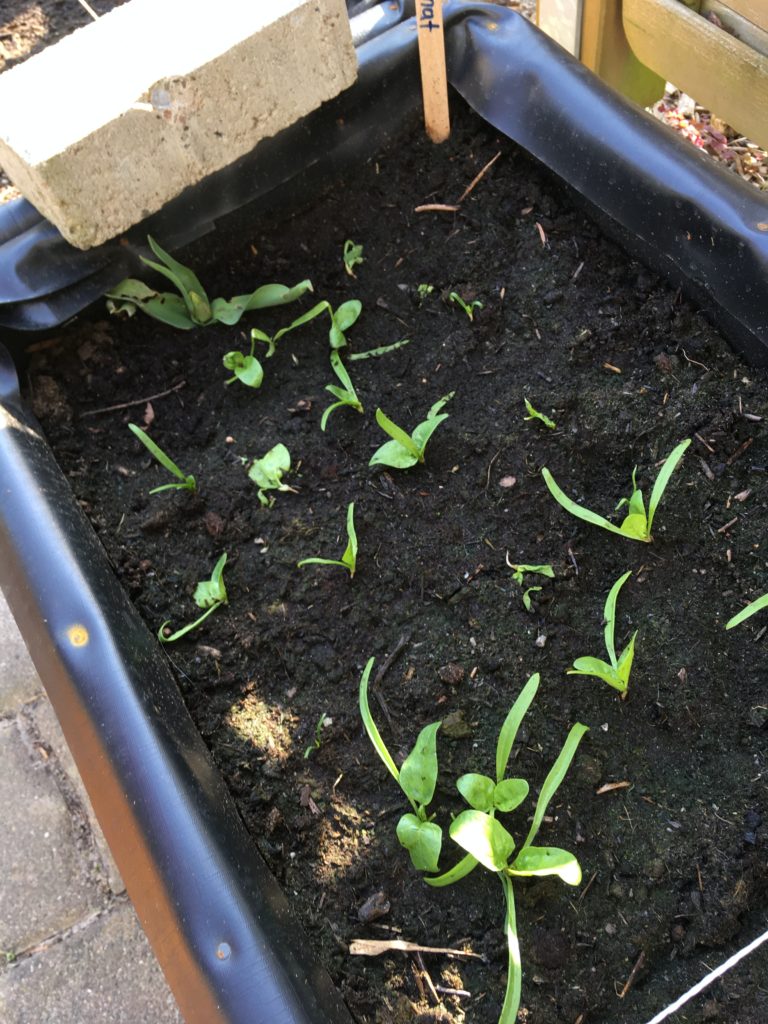 Gemüse März Spinat Anzucht