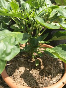 Gemuesegarten Kleingaertnern Blog Erfahrungen Tipps Urban Gardening Paprika