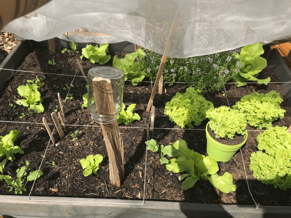 Kleingarten im Juni Salat
