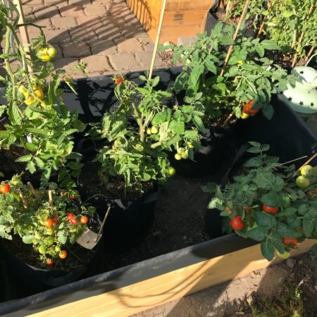 Tomaten Kleingarten September